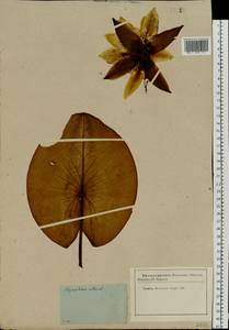 Nymphaea alba L., Eastern Europe, Moscow region (E4a) (Russia)