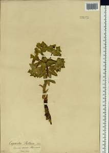 Euphorbia fischeriana Steud., Siberia, Baikal & Transbaikal region (S4) (Russia)