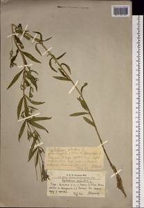 Epilobium palustre L., Siberia, Altai & Sayany Mountains (S2) (Russia)