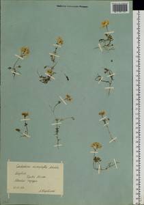 Cardamine microphylla Adams, Siberia, Yakutia (S5) (Russia)