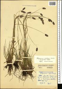 Alopecurus ponticus K.Koch, Caucasus, North Ossetia, Ingushetia & Chechnya (K1c) (Russia)