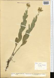 Lepidium chalepense L., Middle Asia, Kopet Dag, Badkhyz, Small & Great Balkhan (M1) (Turkmenistan)