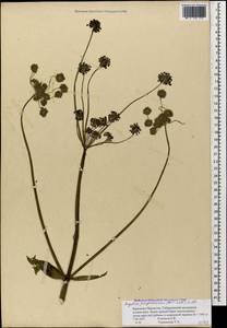 Xanthogalum purpurascens Avé-Lall., Caucasus, Stavropol Krai, Karachay-Cherkessia & Kabardino-Balkaria (K1b) (Russia)