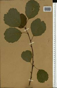 Alnus glutinosa (L.) Gaertn., Eastern Europe, Central forest-and-steppe region (E6) (Russia)