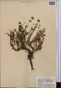 Hylotelephium ewersii (Ledeb.) H. Ohba, Middle Asia, Pamir & Pamiro-Alai (M2) (Kyrgyzstan)