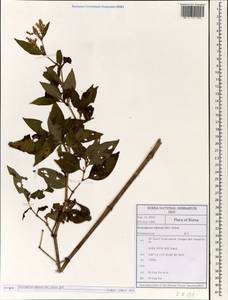 Koenigia alpina (All.) T. M. Schust. & Reveal, South Asia, South Asia (Asia outside ex-Soviet states and Mongolia) (ASIA) (South Korea)