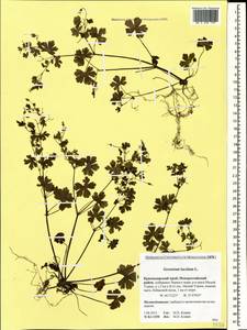 Geranium lucidum L., Caucasus, Krasnodar Krai & Adygea (K1a) (Russia)
