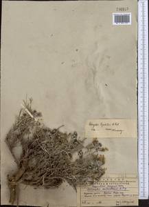 Astragalus lipschitzii Pavlov, Middle Asia, Western Tian Shan & Karatau (M3) (Kazakhstan)