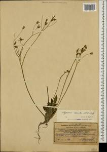 Crepis sancta subsp. sancta, Caucasus, Dagestan (K2) (Russia)