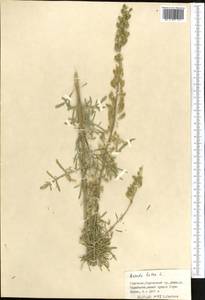 Reseda lutea L., Middle Asia, Northern & Central Tian Shan (M4) (Kyrgyzstan)