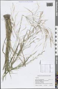 Agrostis, Siberia, Russian Far East (S6) (Russia)