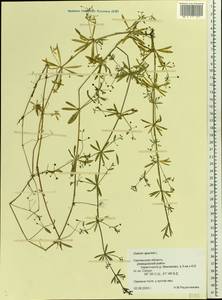 Galium aparine L., Eastern Europe, Western region (E3) (Russia)