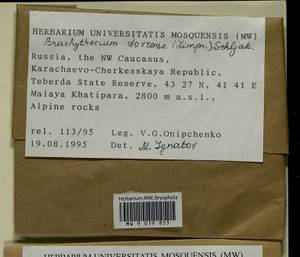 Sciuro-hypnum dovrense (Limpr.) Draper & Hedenäs, Bryophytes, Bryophytes - North Caucasus & Ciscaucasia (B12) (Russia)