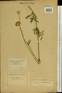 Cephalaria uralensis (Murray) Roem. & Schult., Eastern Europe, Middle Volga region (E8) (Russia)