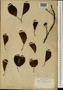 Ipomoea pes-caprae (L.) R. Br., Africa (AFR) (Madagascar)