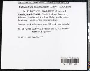 Callicladium haldaneanum (Grev.) H.A. Crum, Bryophytes, Bryophytes - Russian Far East (excl. Chukotka & Kamchatka) (B20) (Russia)