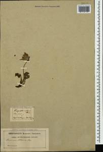 Pulsatilla albana (Steven) Bercht. & J. Presl, Caucasus (no precise locality) (K0)