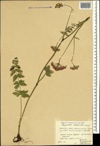 Pimpinella rhodantha Boiss., Caucasus, South Ossetia (K4b) (South Ossetia)