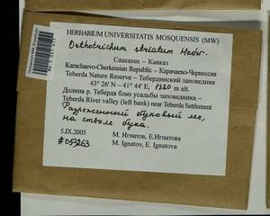 Lewinskya striata (Hedw.) F. Lara, Garilleti & Goffinet, Bryophytes, Bryophytes - North Caucasus & Ciscaucasia (B12) (Russia)