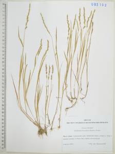 Beckmannia syzigachne (Steud.) Fernald, Siberia, Russian Far East (S6) (Russia)