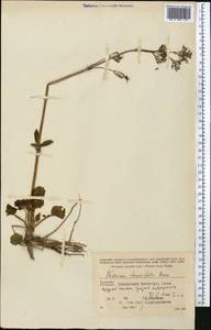 Valeriana ficariifolia Boiss., Middle Asia, Kopet Dag, Badkhyz, Small & Great Balkhan (M1) (Turkmenistan)