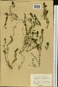 Hydrilla verticillata (L.f.) Royle, Siberia, Western Siberia (S1) (Russia)