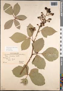 Rubus procerus P. J. Müll. ex Genev., Eastern Europe, West Ukrainian region (E13) (Ukraine)