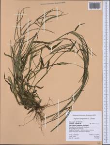 Digitaria sanguinalis (L.) Scop., Western Europe (EUR) (United Kingdom)