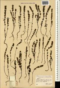 Euphrasia pectinata Ten., Crimea (KRYM) (Russia)