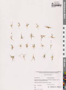 Subularia aquatica L., Siberia, Chukotka & Kamchatka (S7) (Russia)