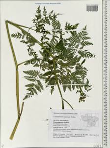 Conioselinum tataricum Hoffm., Eastern Europe, Central region (E4) (Russia)