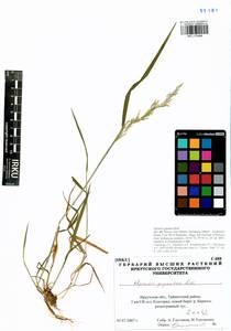 Agrostis gigantea Roth, Siberia, Baikal & Transbaikal region (S4) (Russia)