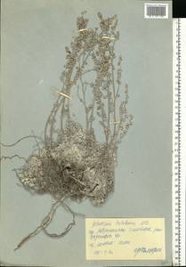 Artemisia hololeuca M. Bieb. ex Besser, Eastern Europe, Central forest-and-steppe region (E6) (Russia)