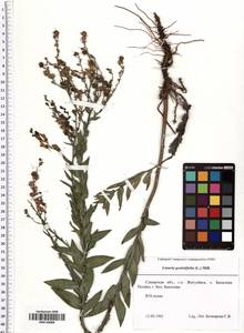 Linaria genistifolia (L.) Mill., Eastern Europe, Middle Volga region (E8) (Russia)
