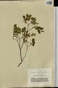 Vaccinium uliginosum L., Siberia, Altai & Sayany Mountains (S2) (Russia)