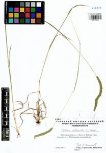 Phleum phleoides (L.) H.Karst., Siberia, Baikal & Transbaikal region (S4) (Russia)