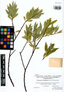 Chosenia arbutifolia (Pall.) A. K. Skvortsov, Siberia, Baikal & Transbaikal region (S4) (Russia)