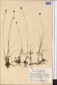 Carex pachystylis J.Gay, Middle Asia, Western Tian Shan & Karatau (M3) (Uzbekistan)