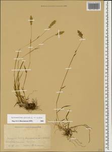 Anthoxanthum nipponicum Honda, Caucasus, Krasnodar Krai & Adygea (K1a) (Russia)