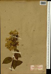 Hydrangea paniculata Siebold, South Asia, South Asia (Asia outside ex-Soviet states and Mongolia) (ASIA) (Japan)