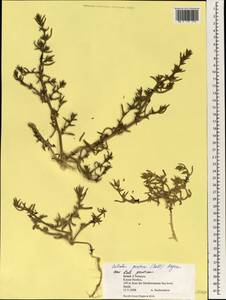 Salsola squarrosa subsp. squarrosa, South Asia, South Asia (Asia outside ex-Soviet states and Mongolia) (ASIA) (Israel)