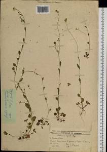 Arabidopsis halleri subsp. gemmifera (Matsum.) O'Kane & Al-Shehbaz, Siberia, Russian Far East (S6) (Russia)