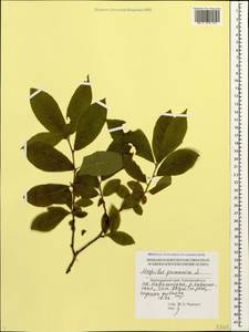 Mespilus germanica L., Caucasus, Krasnodar Krai & Adygea (K1a) (Russia)