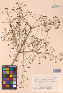 Alisma plantago-aquatica L., Eastern Europe, Central region (E4) (Russia)