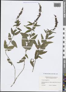 Veronica longifolia L., Eastern Europe, North-Western region (E2) (Russia)