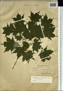 Acer pictum subsp. mono (Maxim.) H. Ohashi, Siberia, Russian Far East (S6) (Russia)