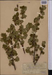 Ribes meyeri Maxim., Middle Asia, Western Tian Shan & Karatau (M3) (Kazakhstan)