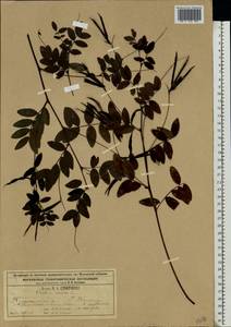 Lathyrus niger (L.)Bernh., Eastern Europe, Moscow region (E4a) (Russia)