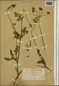 Turgenia latifolia (L.) Hoffm., South Asia, South Asia (Asia outside ex-Soviet states and Mongolia) (ASIA) (Iraq)