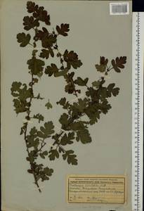 Crataegus rivularis Nutt. ex Torr. & A. Gray, Eastern Europe, Moscow region (E4a) (Russia)